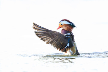 Fototapeta premium Mandarin duck, Aix galericulata, male
