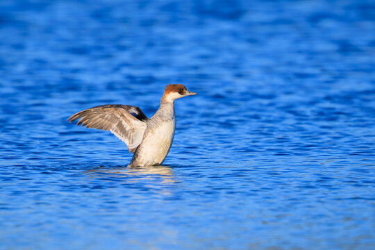 Smew, Mergellus albellus, female bird swimming in a lake