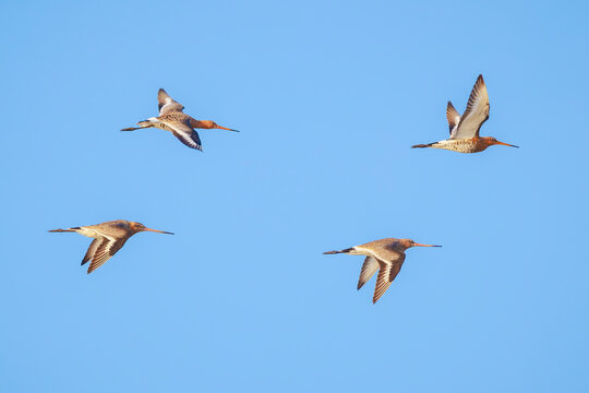 Black-tailed godwit Limosa Limosa in flight