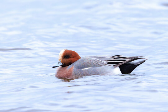 Male Eurasian wigeon Mareca penelope swimming