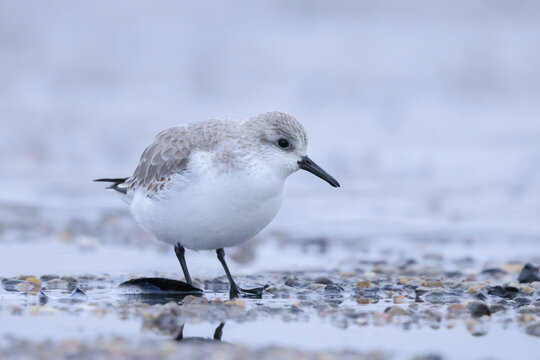 Sanderling, calidris alba, sandpiper bird foraging on a beach