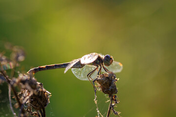 Vagrant darter male Sympetrum vulgatum resting © Sander Meertins