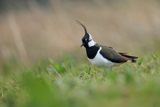 Northern lapwing, Vanellus vanellus, wading bird in a meadow