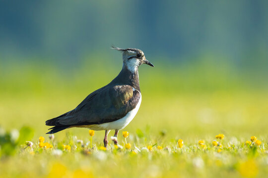 Northern lapwing, Vanellus vanellus, wading bird in a meadow