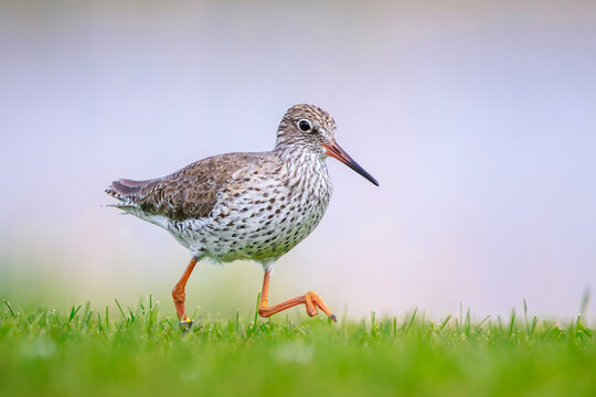 Common redshank, tringa totanus, wader bird foraging on a green meadow