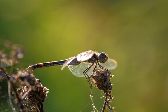 Vagrant darter male Sympetrum vulgatum resting