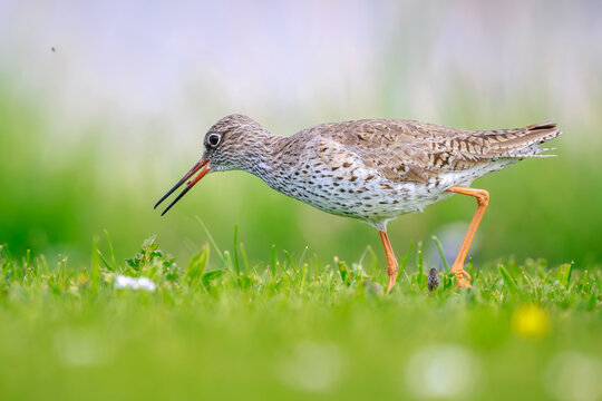 Common redshank, tringa totanus, wader bird foraging on a green meadow