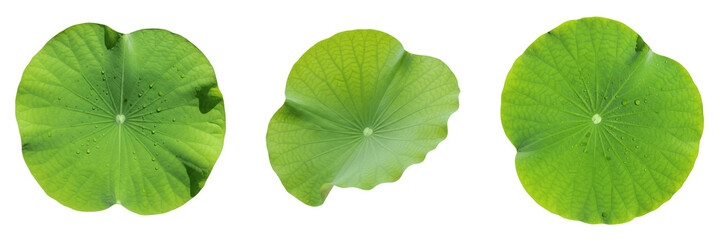 Set and collection of large green lily pad leaf isolated on white transparent png background © prettyshots