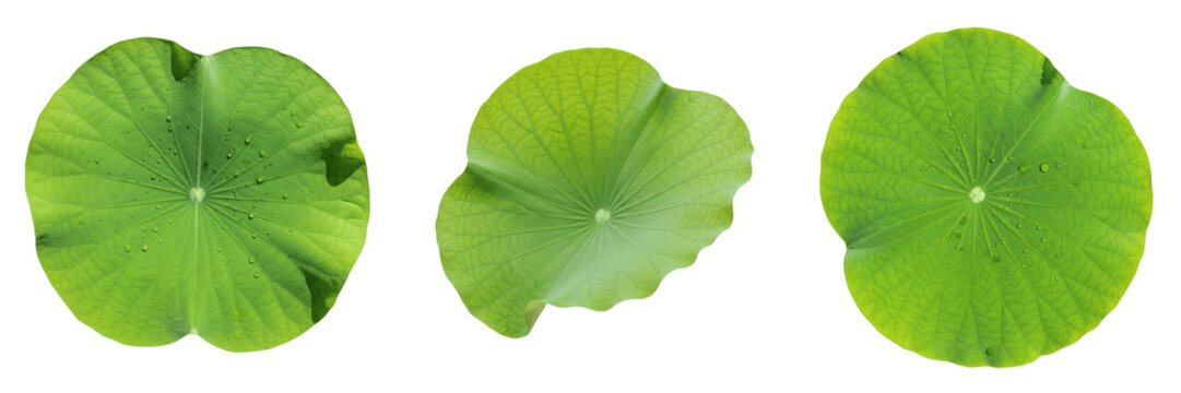 Set and collection of large green lily pad leaf isolated on white transparent png background