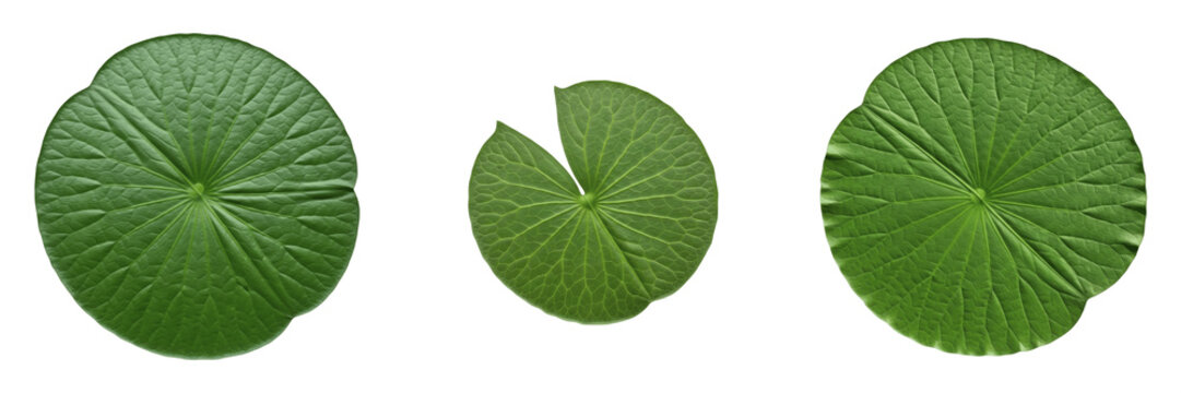 Set and collection of green lily pad isolated on white transparent png background