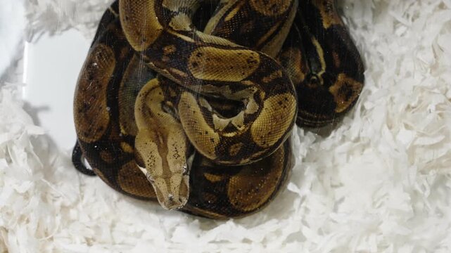 Dark ball pythons huddled on white bedding hatchling display