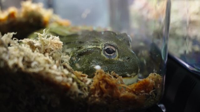 Speckled green frog with relaxed stance in terrarium corner