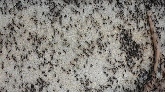Macro image capturing ant activity on textured soil segment