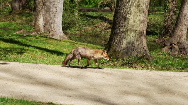 Wild red fox walking through the autumn forest glade looking for prey. General shot of a fox hunting in the woodland environment.
