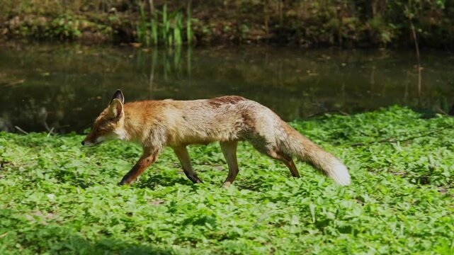 Wild red fox walking through the autumn forest glade looking for prey. General shot of a fox hunting in the woodland environment.