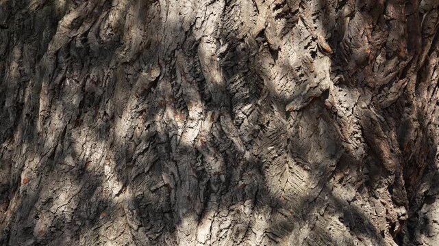 Slow vertical tilt up shot of thick tree bark with rough texture. Macro close-up of aged tree trunk surface in the forest.