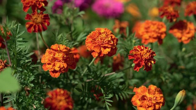 Closeup Orange Marigold Flowers Blooming In Sunlit Garden Bed, Ruffled Petals And Green Foliage, Shallow Depth