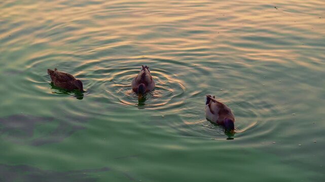 Group Mallard Ducks Swimming At Sunset, Goldengreen Water With Synchronized Dipping And Feeding Evening Glow