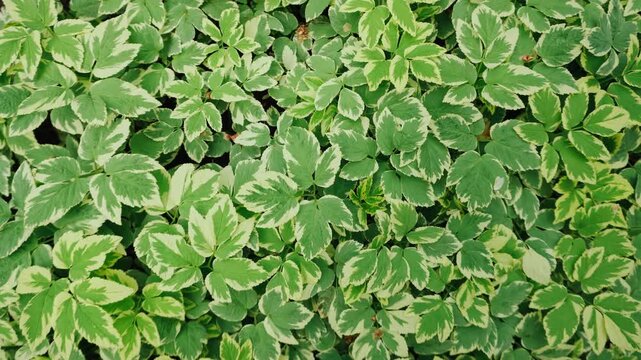 Variegated Green Groundcover Leaves Closeup, Dense Carpet Of Cream Edged Foliage With Subtle Movement