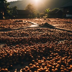 Fototapeta premium Freshly Harvested Coffee Beans Drying on a Farm Under Golden Sunlight for Sustainable Agriculture and Production Concept
