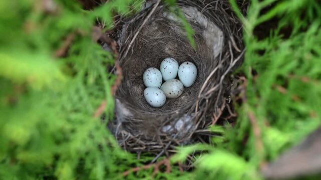Bird nest with eggs hidden among dense green foliage in a natural environment. Spring season, new life, and wildlife processes. This video captures nesting behavior, calm atmosphere, and seasonality.
