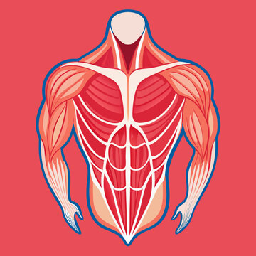 Anatomical Illustration of Human Muscular Torso and Arms