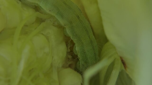 View of corn earworm larva between rows of young yellow corn kernels. Close-up, natural lighting, copy space. Intricacy and Vulnerability.