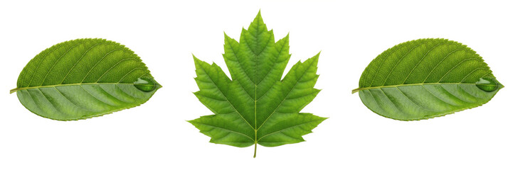Obraz premium Set of Green Spring Maple Leaf Isolated on White Background PNG