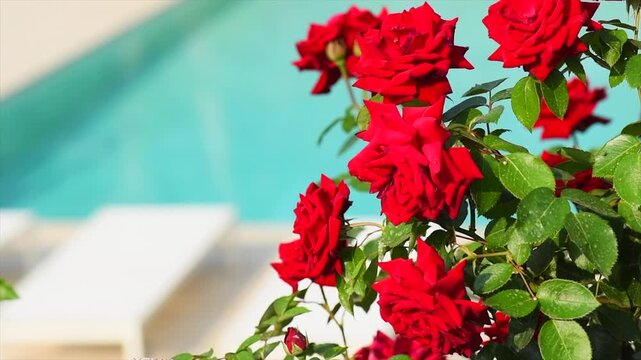 Red roses blooming in a garden, close up. Gardening, design. Rose flowers macro shot over blue pool background. Hotel, Vacation concept. 