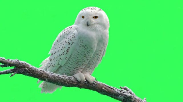 Snowy owl perched on a frostcovered branch against a green screen background for compositing