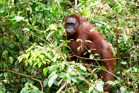 Orange Borneon orangutan Pongo pygmaeus portrait. Tanjung Puting National park, Indonesia