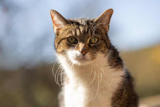 Katzenportrait