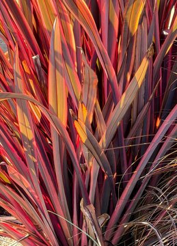 Dramatic backlighting on a New Zealand Flax plant (Scientific name Phormium tenax} found in a garden in Salem Oregon,  Dramatic colorful backlight