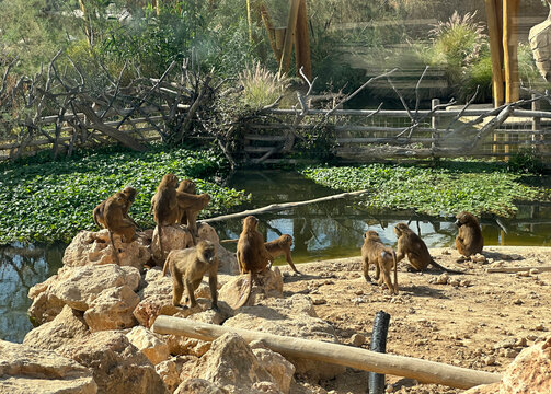 Guinea baboon (lat.- papio papio) in the zoo aviary
