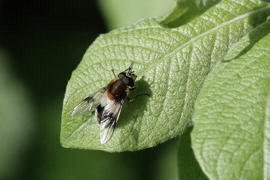 Leucozona laternaria, a species of hoverfly