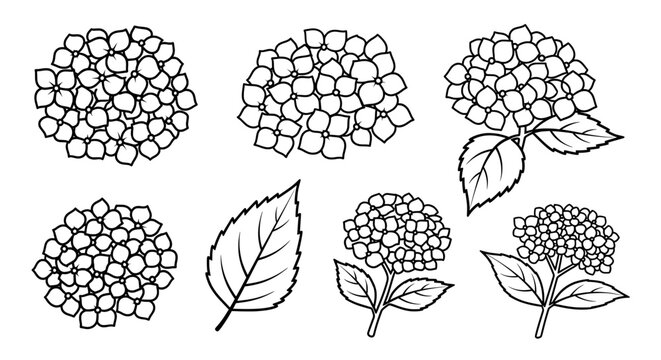 Hydrangea icon set isolated on transparent background &ndash; hydrangea flower silhouettes
