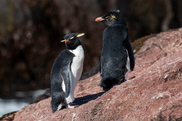 Obraz premium Rockhopper Penguin in Penguin Island,Puerto Deseado, Santa Cruz Province, Patagonia Argentina