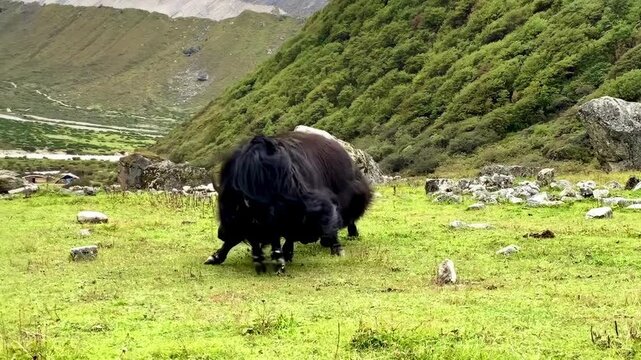 Two powerful yaks clash in dramatic combat on alpine grasslands near Kanchenjunga Base Camp, capturing raw wildlife behavior in the remote Nepal Himalayas.