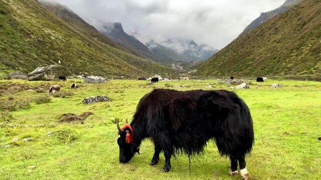 Yak grazing in lush alpine valley near Kambachen on the Kanchenjunga Base Camp trek, dramatic Himalayan landscape, remote Nepal wilderness, trekking adventure scenery.