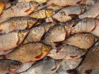 Fototapeta premium Local food variety seen in common roach displayed on ice in riga central market, representing everyday fish selection and traditional baltic meals, for culinary and regional food concepts