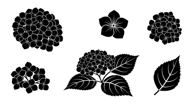 Hydrangea silhouette set isolated on transparent background &ndash; black hydrangea flowers