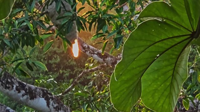Tropical stingless bees flying around their hive at sunset in Costa Rica