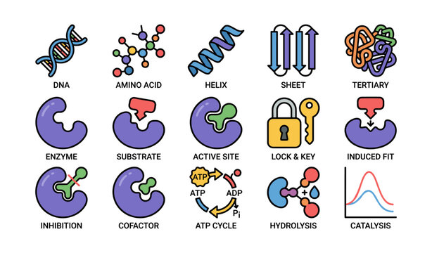 Enzyme and protein icons showing enzyme activity on white