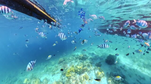 Woman wearing snorkeling mask and fins exploring the vibrant underwater world of Coron Bay, swimming alongside a diverse school of tropical fish above a coral reef in Coron island, Philippines