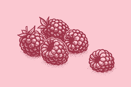 Raspberry doodle vector illustration with hand drawn fresh berry cluster in vintage engraved fruit style