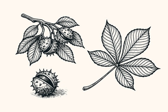 Chestnut branch and leaf doodle vector illustration with hand drawn burr nut botanical vintage sketch