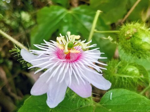 macro photo of flora The rambusa flower (Passiflora foetida), or forest passion fruit, has unique characteristics in the form of white petals with purple or pink accents in the middle