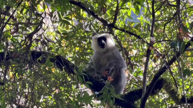 Closeup of Nepal gray langur leaping between tree branches in Langtang region, showcasing wild Himalayan primate behavior in natural forest habitat.