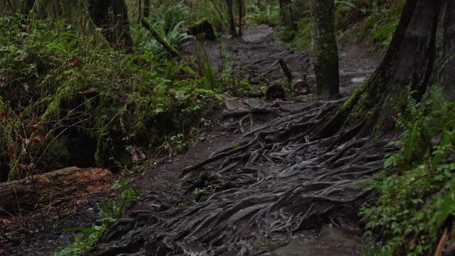 Static shot of massive tree roots growing across a hiking trail in a humid Pacific Northwest forest. Lush greenery and damp, atmospheric environment.