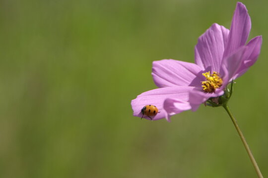 Mariquita sobre una flor de Cosmos.